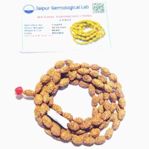 2 Mukhi Rudraksha Mala Genuine & Certified - Image 2