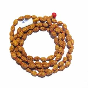 2 Mukhi Rudraksha Mala Genuine & Certified - Image 7