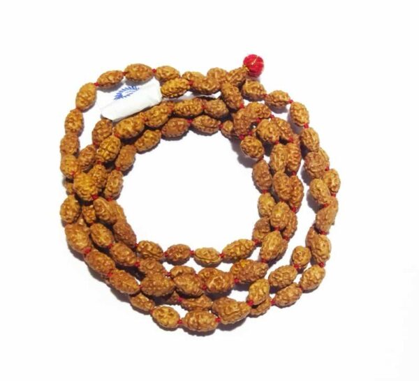 Natural 2 Mukhi Rudraksha Bracelets / Two Faced Rudraksha Bracelet, Size:  Medium at Rs 650/piece in Indore