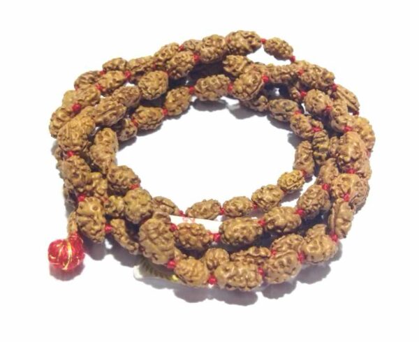 Buy 6 Mukhi Rudraksha Bracelet at Best Price