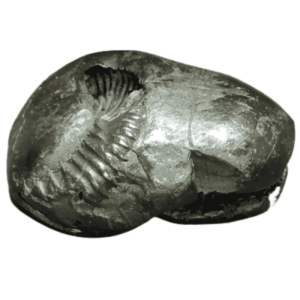 Laxmi Narayan Shaligram 100% Genuine - 123 Gram- Very Rare (Lakshmi narayan) - Image 5
