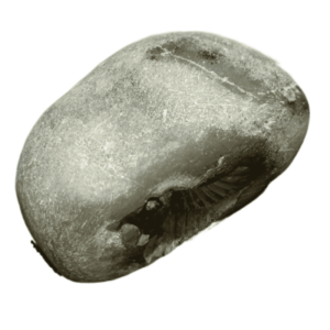 Laxmi Narayan Shaligram 100% Genuine - 399 Gram - Very Rare (Lakshmi narayan) - Image 3