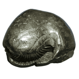 Laxmi Narayan Shaligram 100% Genuine - 123 Gram- Very Rare (Lakshmi narayan) - Image 2
