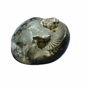 Laxmi Narayan Shaligram 100% Genuine - 276 Gram - Very Rare (Lakshmi narayan) - Image 1