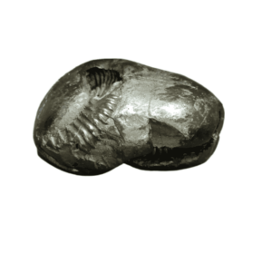 Laxmi Narayan Shaligram 100% Genuine - 123 Gram- Very Rare (Lakshmi narayan) - Image 3