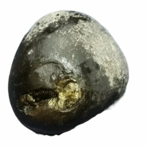 Laxmi Narayan Shaligram 100% Genuine - 276 Gram - Very Rare (Lakshmi narayan) - Image 4