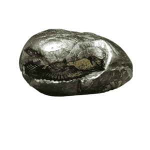 Laxmi Narayan Shaligram 100% Genuine - 123 Gram- Very Rare (Lakshmi narayan) - Image 4
