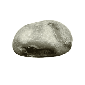 Laxmi Narayan Shaligram 100% Genuine - 399 Gram - Very Rare (Lakshmi narayan) - Image 4