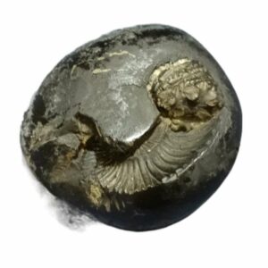 Laxmi Narayan Shaligram 100% Genuine - 276 Gram - Very Rare (Lakshmi narayan) - Image 5