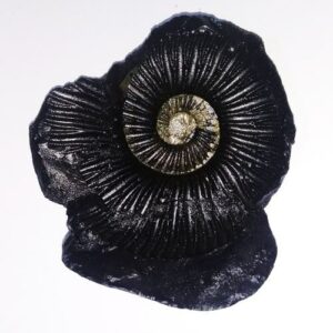 Sudarshan Shaligram 100% Genuine - 110 Gram- Very Rare - Image 1