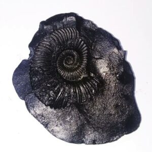 Sudarshan Shaligram 100% Genuine - 128 Gram - Very Rare - Image 1