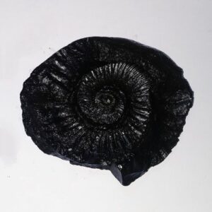 Sudarshan Shaligram 100% Genuine - 147 Gram- Very Rare - Image 1
