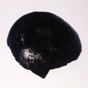 Sudarshan Shaligram 100% Genuine - 147 Gram- Very Rare - Image 3