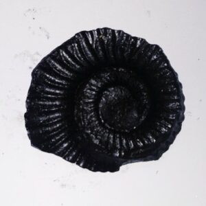 Sudarshan Shaligram 100% Genuine - 68 Gram- Very Rare - Image 2