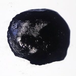 Sudarshan Shaligram 100% Genuine - 68 Gram- Very Rare - Image 3