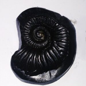 Sudarshan Shaligram 100% Genuine - 124 Gram - Very Rare - Image 1