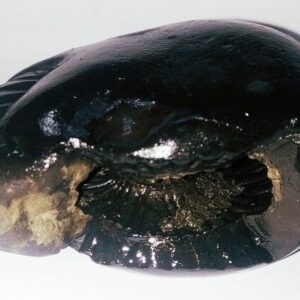 Kalki Shaligram - 100% Genuine & Authentic - 167 Gram - Image 3