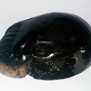 Kalki Shaligram - 100% Genuine & Authentic - 167 Gram - Image 4