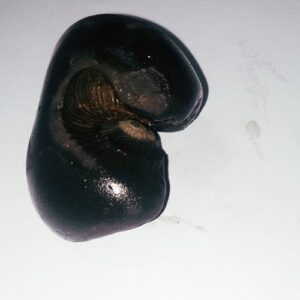 Natural Kurma Shaligram - 75 Gram Very rare 100% Genuine - Image 2