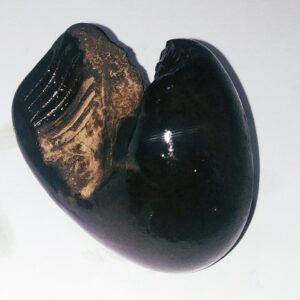 Natural Kurma Shaligram - 75 Gram Very rare 100% Genuine - Image 3