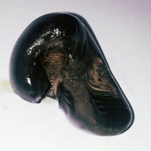 Natural Kurma Shaligram - 75 Gram Very rare 100% Genuine - Image 4