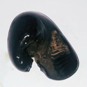 Natural Kurma Shaligram - 75 Gram Very rare 100% Genuine - Image 5