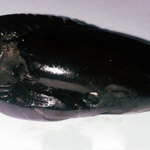 Natural Narsimha Shaligram & Genuine 75 Gram - Image 1