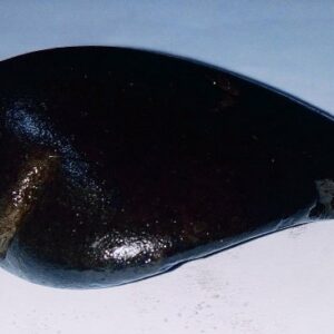 Natural Vamana Shaligram & Genuine 73 Gram - Image 3