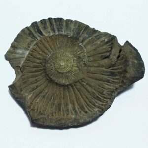 Sudarshan Shaligram 100% Genuine - 154 Gram- Very Rare - Image 1