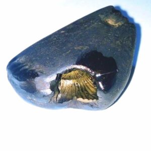 Natural Vishnu Shaligram 71 Gram - Image 1