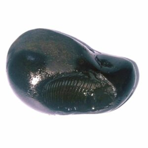 Natural Kurma Shaligram - 111 Gram Very rare 100% Genuine - Image 2