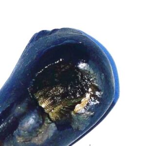 Natural Vishnu Shaligram 71 Gram - Image 2
