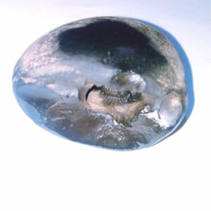 Natural Vishnu Shaligram & Genuine 96 Gram - Image 1