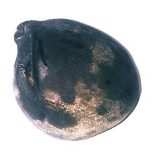 Ganesh Shaligram 192 Gram Very rare 100% Genuine - Image 4