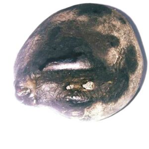 Ganesh Shaligram 192 Gram Very rare 100% Genuine - Image 3