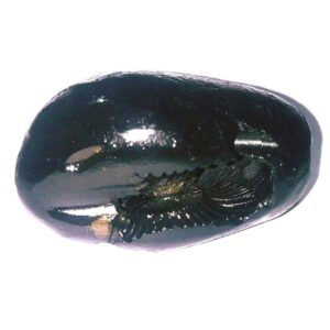 Parshurama Shaligram 114 Gram Very rare 100% Genuine - Image 1