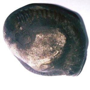 Ganesh Shaligram 192 Gram Very rare 100% Genuine - Image 2