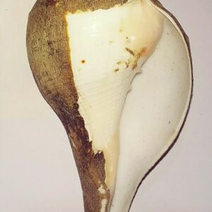 Natural Blowing Shankh (Sound Shankh) Original Genuine Product 13.5 cms - Image 4