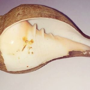 Natural Blowing Shankh (Sound Shankh) Original Genuine Product 13.5 cms - Image 3