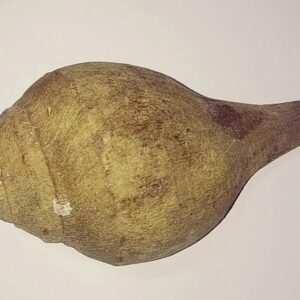 Natural Blowing Shankh (Sound Shankh) Original Genuine Product 13.5 cms - Image 1