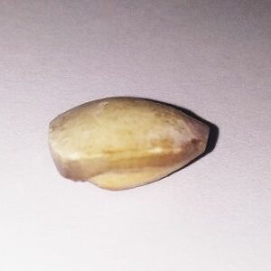 Abhimantrit Mach Mani (Fish Pearl) & Natural Browny Pearl ( 5 carat approx ) - Image 2