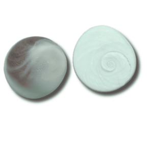 Abhimantrit Gomti Chakra Very Rare & Natural- Big Size {Set of 2} - Image 4