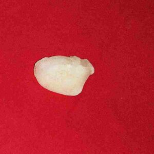 Abhimantrit Mach Mani (Fish Pearl) - in Silver Locket  5 Carat - Image 2
