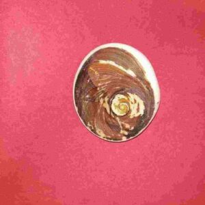 Natural Gomti Chakra Very Rare & Genuine- Big Size - Image 3