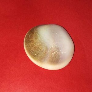 Natural Gomti Chakra Very Rare & Genuine- Big Size - Image 1