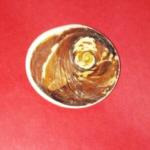 Natural Gomti Chakra Very Rare & Genuine- Big Size - Image 2