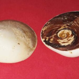 Natural Gomti Chakra Very Rare & Natural- Big Size {Set of 2} - Image 4