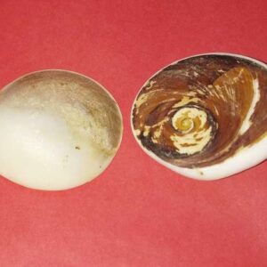 Natural Gomti Chakra Very Rare & Natural- Big Size {Set of 2} - Image 2