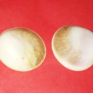 Natural Gomti Chakra Very Rare & Natural- Big Size {Set of 2} - Image 1