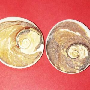 Natural Gomti Chakra Very Rare & Natural- Big Size {Set of 2} - Image 3